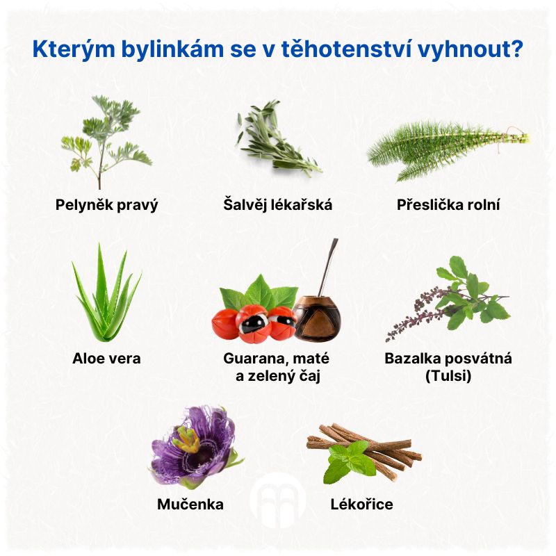 Kterým bylinkám se v těhotenství vyhnout